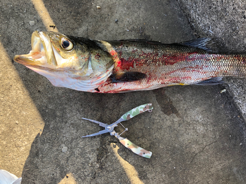 フッコ（マルスズキ）の釣果