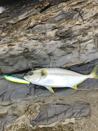 ハマチの釣果