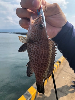 オオモンハタの釣果