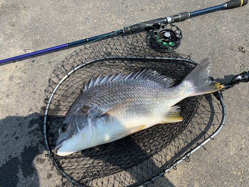 キビレの釣果