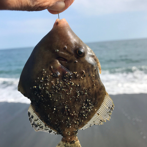 カワハギの釣果