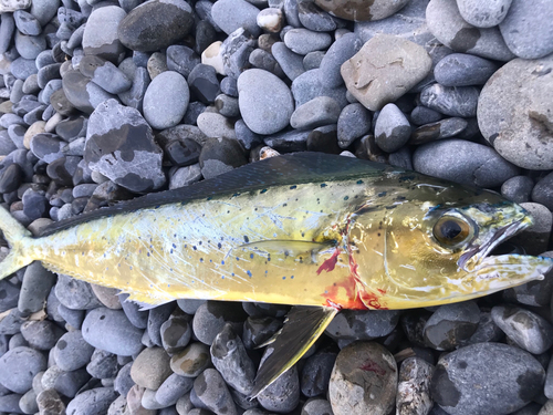 シイラの釣果