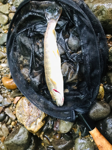 イワナの釣果