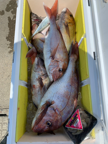 タイの釣果