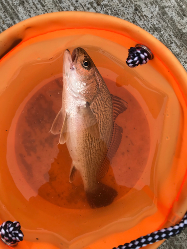 イシモチの釣果