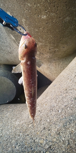 マエソの釣果