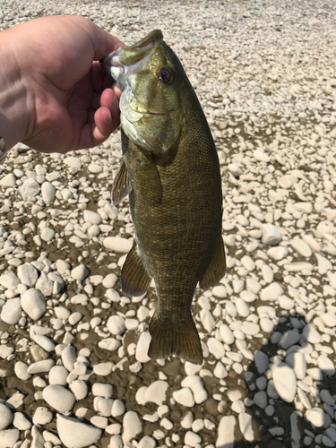 スモールマウスバスの釣果