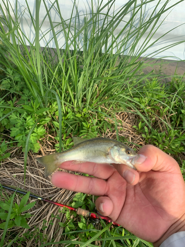 ラージマウスバスの釣果