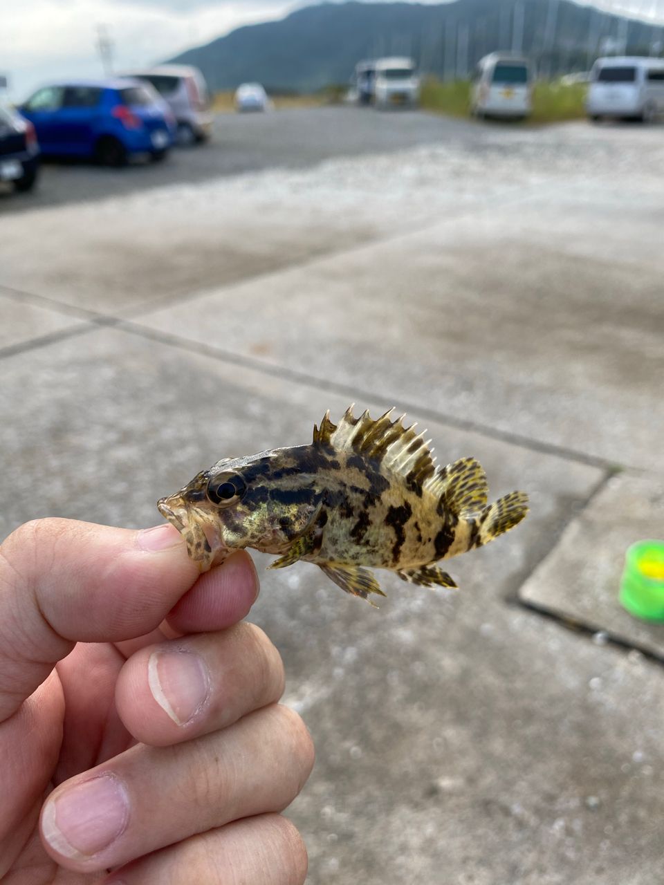 タケノコメバル