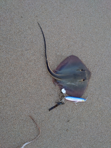 アカエイの釣果