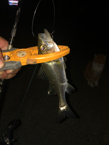 セイゴ（タイリクスズキ）の釣果