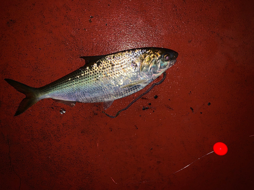 コノシロの釣果