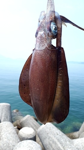 イカの釣果