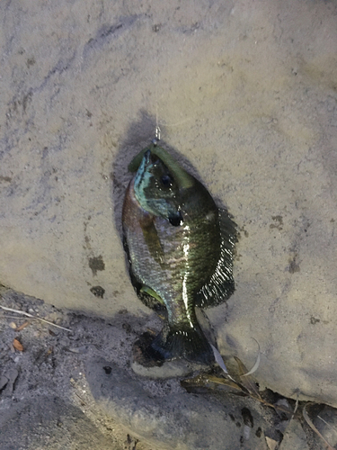 ブルーギルの釣果