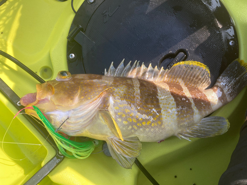 アオハタの釣果