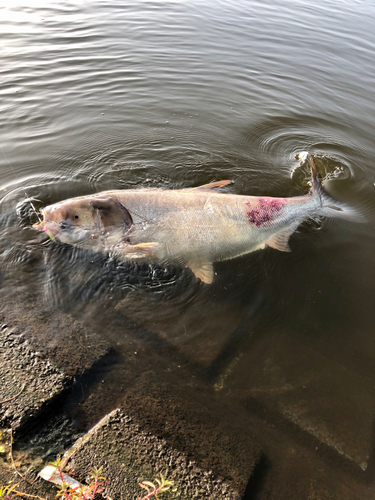 釣果