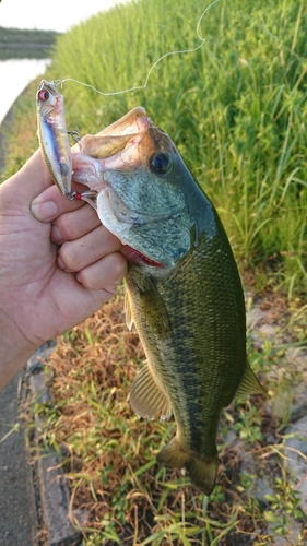 ブラックバスの釣果