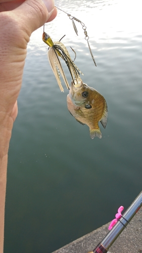 ブルーギルの釣果