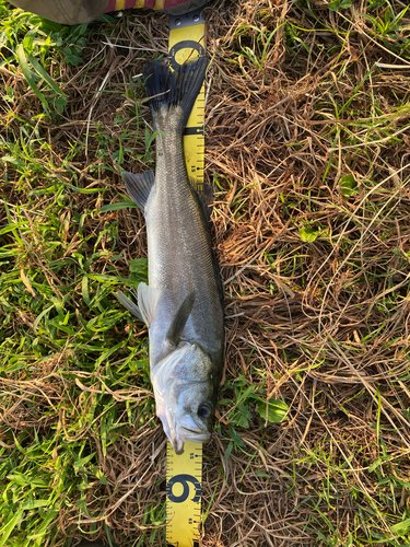 フッコ（マルスズキ）の釣果