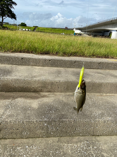 セイゴ（ヒラスズキ）の釣果