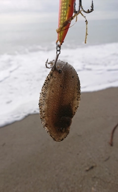 ウシノシタの釣果