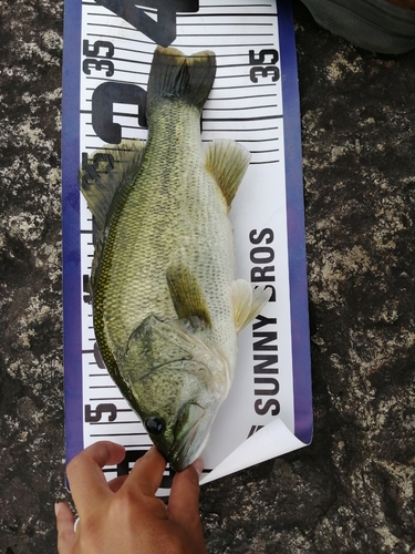 ブラックバスの釣果