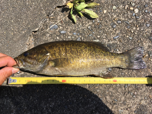 スモールマウスバスの釣果