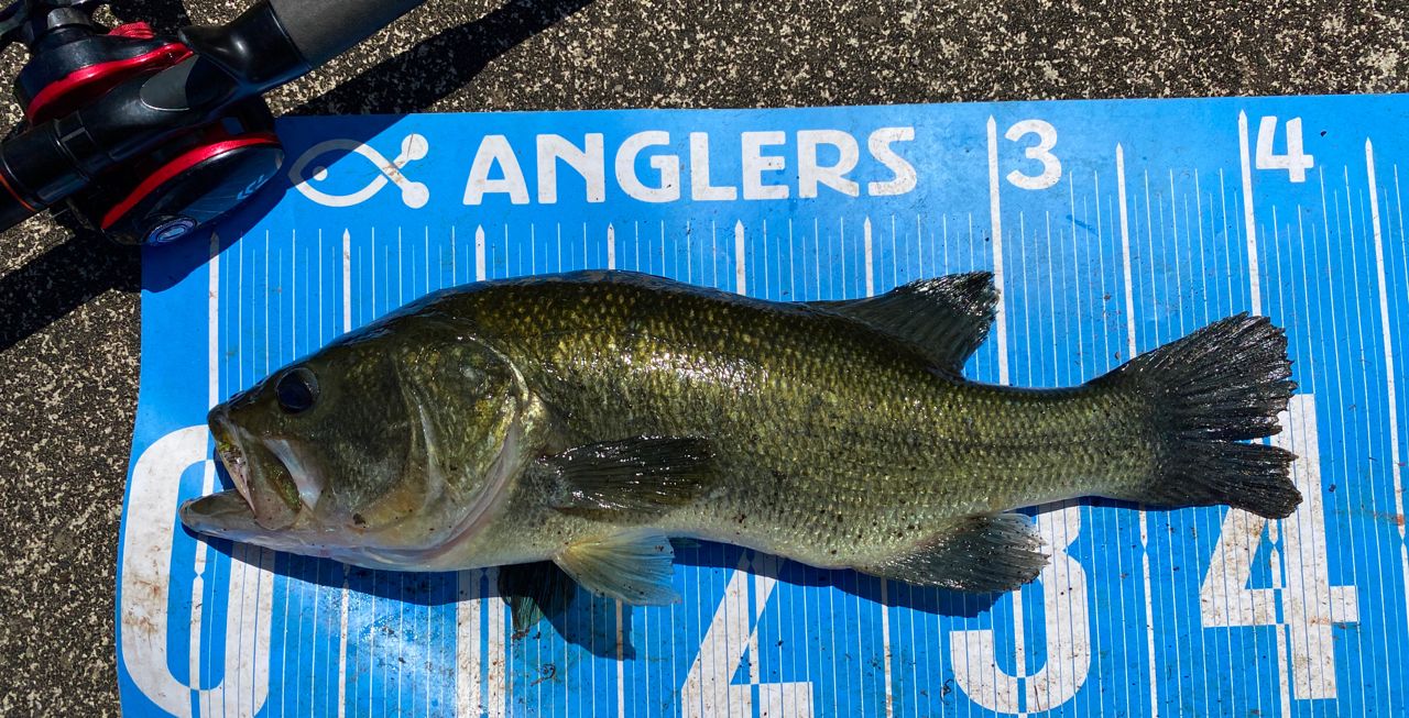 ラージマウスバス