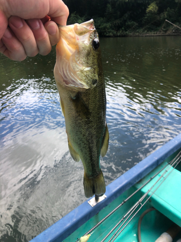 ラージマウスバスの釣果