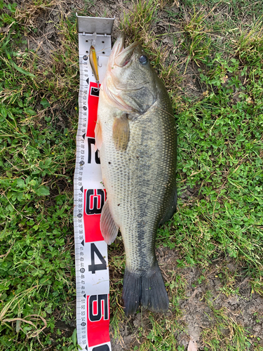 ブラックバスの釣果