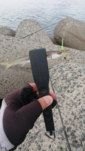 カマスの釣果