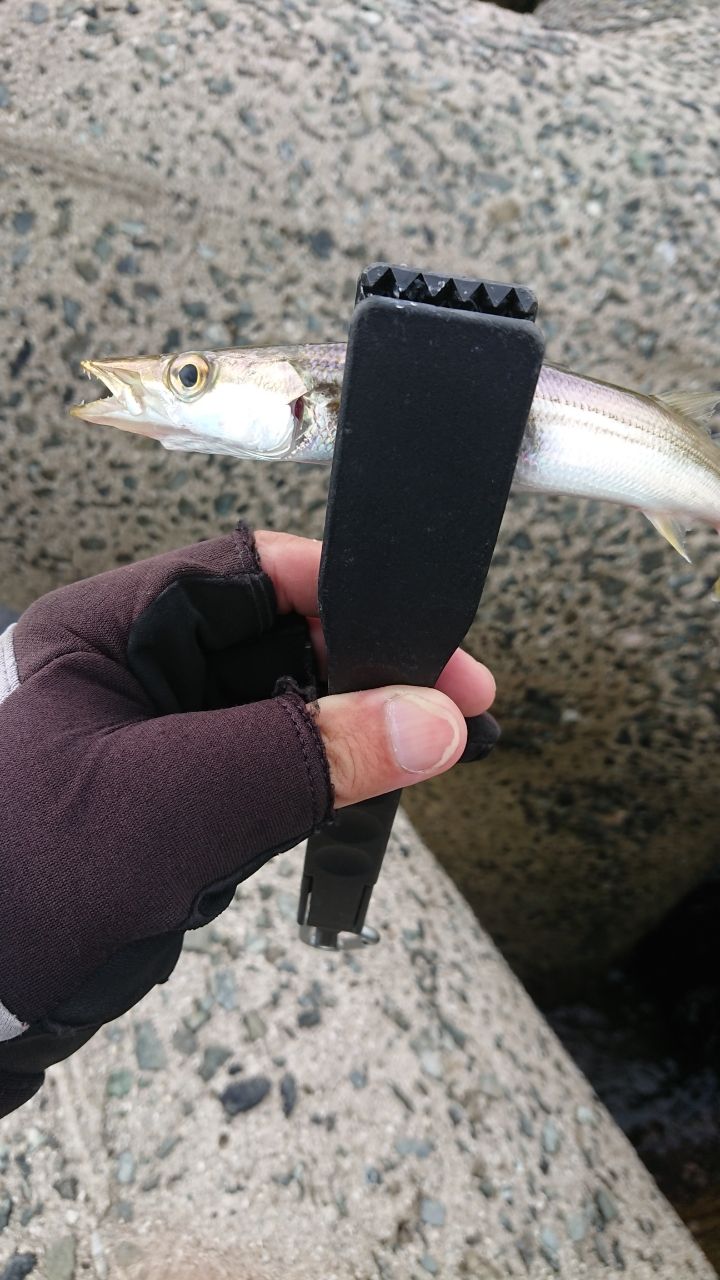 カマス