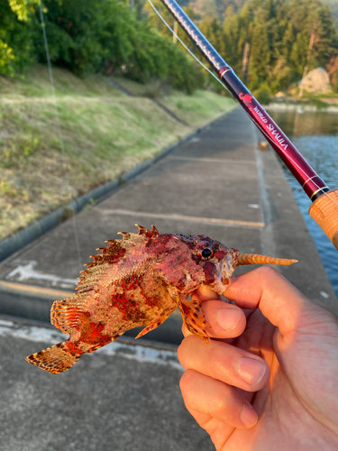 ヨロイメバルの釣果