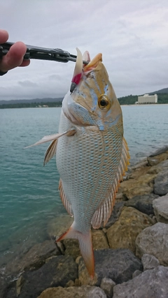 タマンの釣果