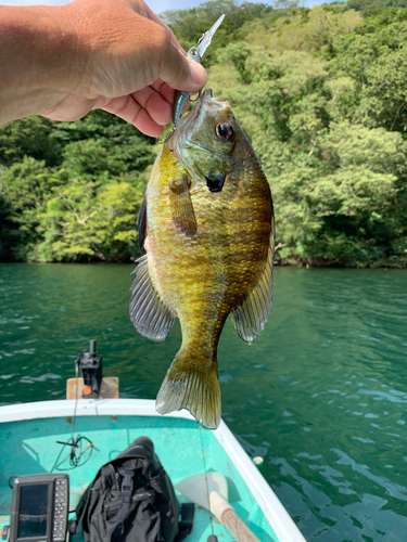 ブルーギルの釣果