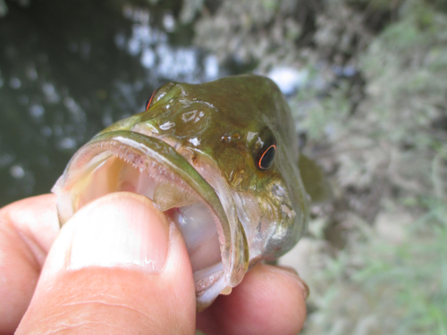 スモールマウスバスの釣果