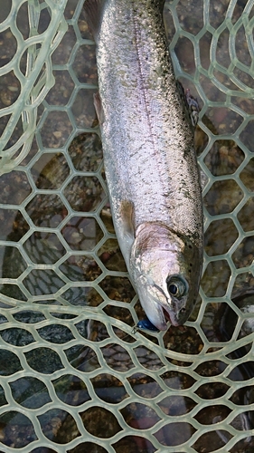 ニジマスの釣果