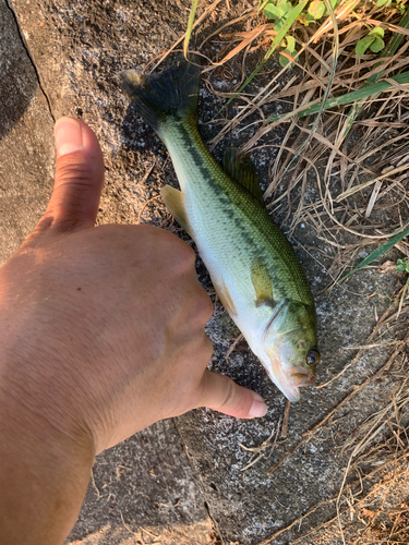 ラージマウスバスの釣果