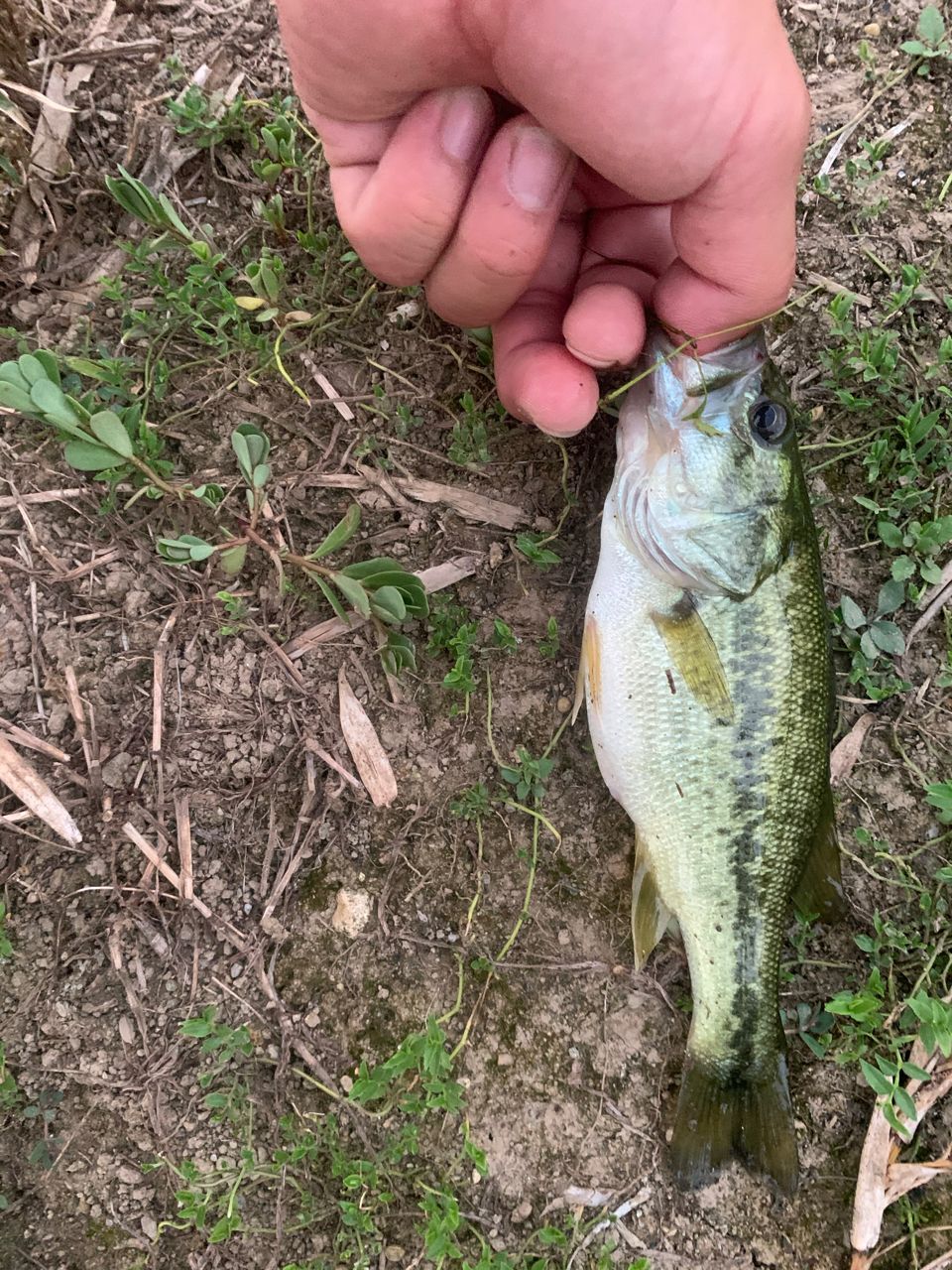 ラージマウスバス