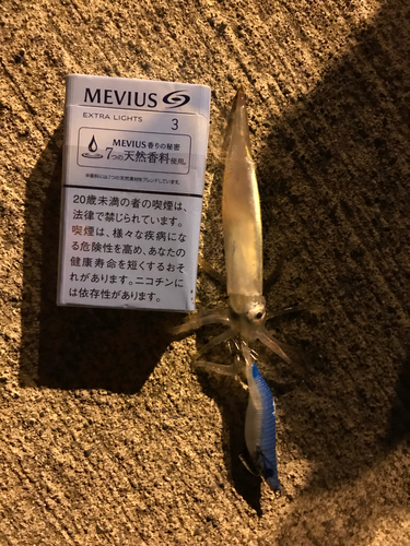 イカの釣果