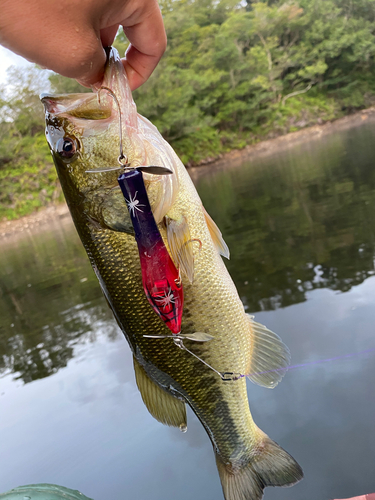 ブラックバスの釣果