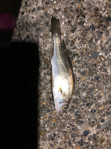 イシモチの釣果