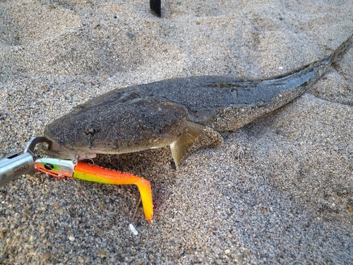 マゴチの釣果