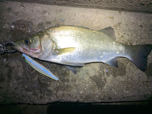 シーバスの釣果