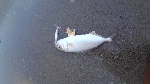 ショゴの釣果