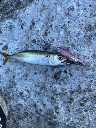 サバの釣果