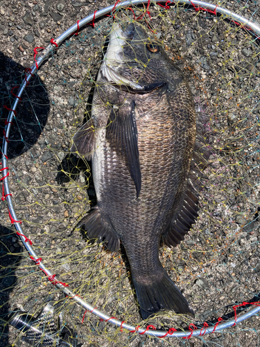 クロダイの釣果