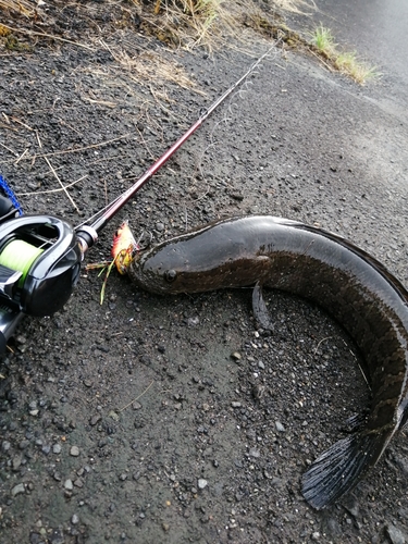 ライギョの釣果