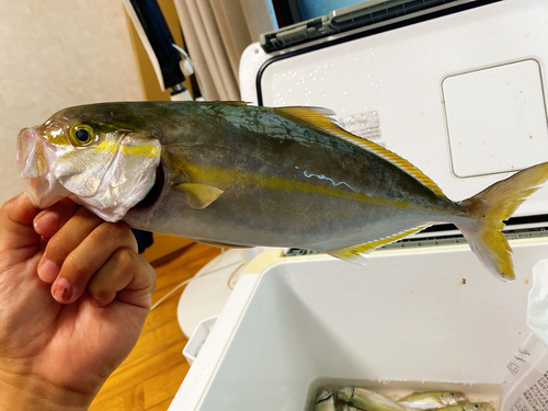 ショゴの釣果