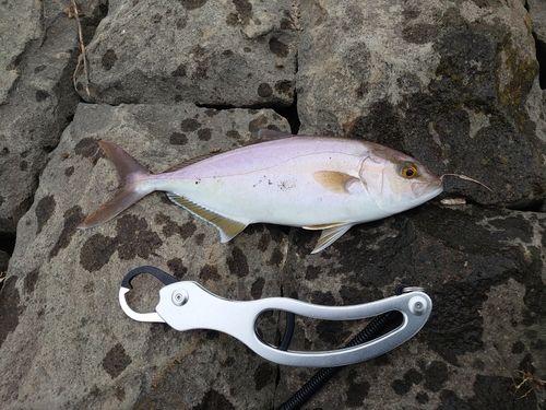 カンパチの釣果